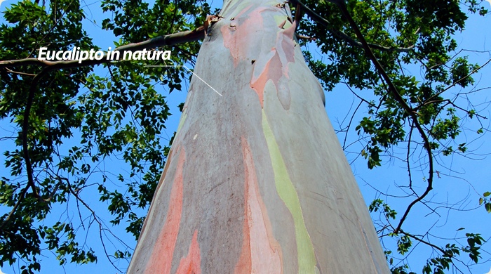 Eucalipto in natura