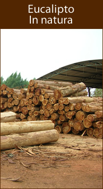 Eucalipto In Natura